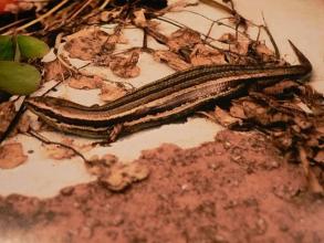 Common Skink