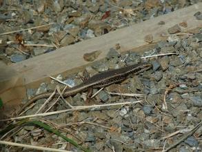 Common Skink