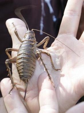 Cook Strait Giant Weta