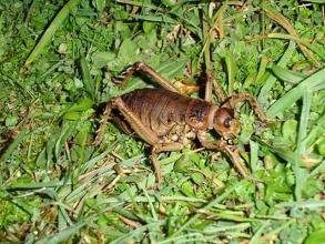 Cook Strait Giant Weta