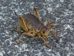 Cook Strait Giant Weta