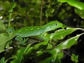 Green Gecko