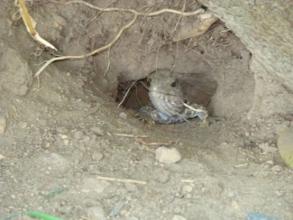 Juvenile Tuatara 2010