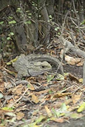 Tuatara