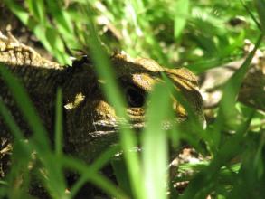 Tuatara