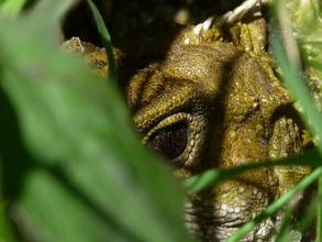 Tuatara Watching!