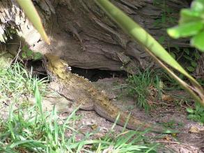 Tuatara