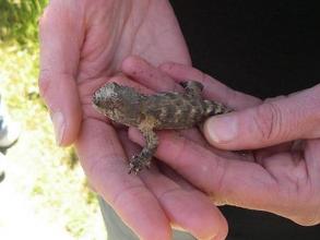 Tuatara Hatchling 2007