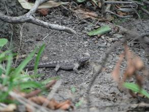 Tuatara Hatchling 2012