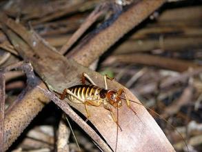 Wellington Tree Weta Female