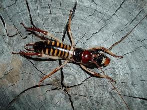 Wellington Tree Weta Male