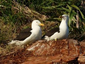 Black-Backed Gulls