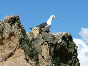 Black-Backed Gull