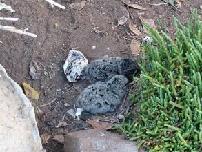 Black-Backed Chicks