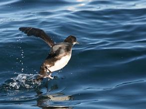 Adult Fluttering Shearwater