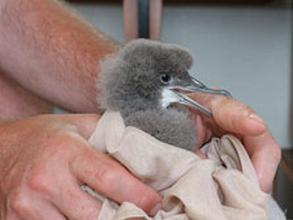 Fluttering Shearwater Chick