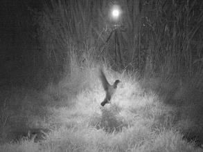 Fluttering Shearwater Chick - Wing Practice