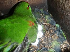 Kakariki Nesting