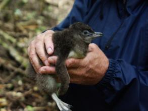 Little Blue Penguin Chick