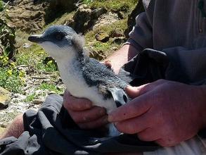 Little Blue Penguin Chick