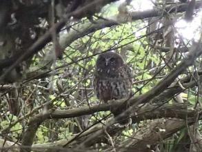 Morepork