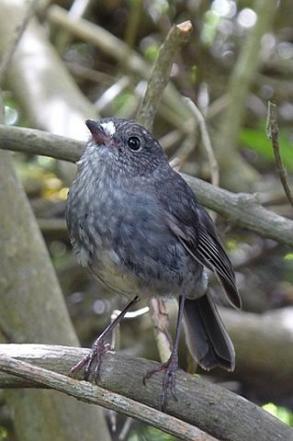 North Island Robin Flaring