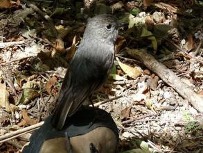 North Island Robin on Boot!