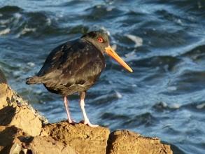 Variable Oyster Catchers