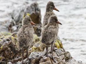 Variable Oyster Catcher Chicks