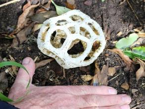 Basket Fungus