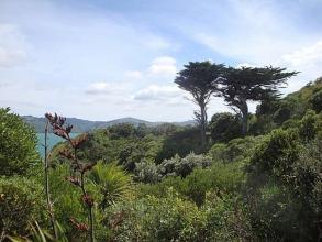 Revegetation West Side