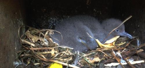 Fluttering shearwater chick